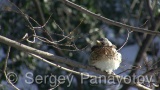 Video of Mistle Thrush - Fieldfare in the winter forest and snow